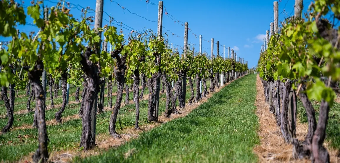 La campagna romana, vino e tradizioni rurali