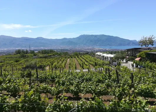 Image of Campania's native wine roads