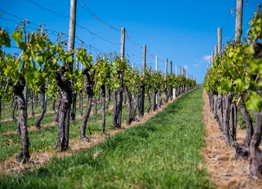 Image of The Roman Countryside, Wine and Rural Traditions