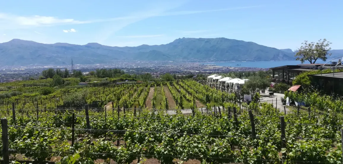 Campania's native wine roads